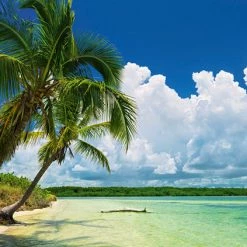 Wholesale 🎉 Heye 2000 Pieces Paradise Palm 🔥