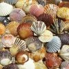Promo 🧨 Heritage Puzzles 550 Pieces Bay Scallop Beauties 🎉 -BEACH & OCEAN Puzzles Shop 654497307021
