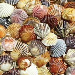 Promo 🧨 Heritage Puzzles 550 Pieces Bay Scallop Beauties 🎉
