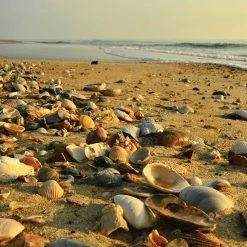 Cheapest 👏 Heritage Puzzles 550 Pieces Low Tide 😉