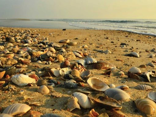 Cheapest 👏 Heritage Puzzles 550 Pieces Low Tide 😉 -BEACH & OCEAN Puzzles Shop 654497405765