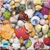 Coupon 🥰 Re-marks 500 Pieces Seashore 🤩 -BEACH & OCEAN Puzzles Shop 681410196486 1