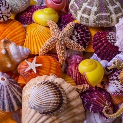 Budget 🔥 Vermont 🎄 Christmas Company 550 Pieces Sea Shell Treasures 🥰