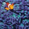 Coupon ⭐ Tomax Puzzles 1000 Pieces Anemone Clown Fish 👍 -BEACH & OCEAN Puzzles Shop TOM100 284 1