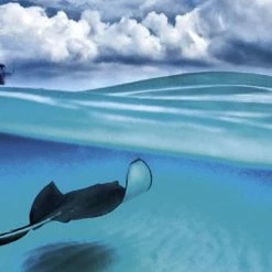 Coupon βοΈ Heye 1000 Pieces Stingray π₯°